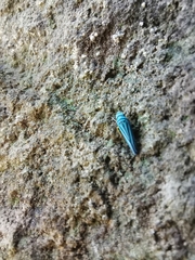 Graphocephala flavovittata