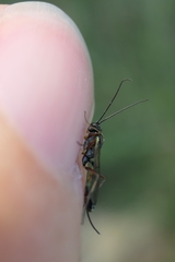 Campopleginae