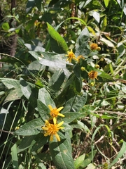 Verbesina sphaerocephala