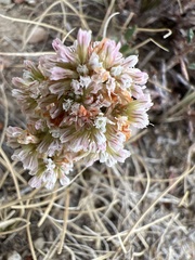 Eriogonum microtheca