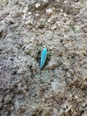 Graphocephala flavovittata