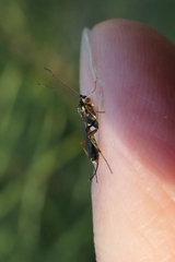 Campopleginae