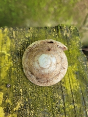 Caracolus
