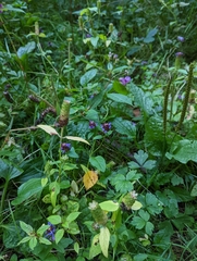 Prunella vulgaris