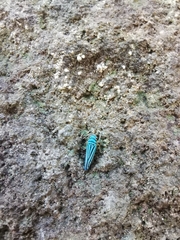 Graphocephala flavovittata