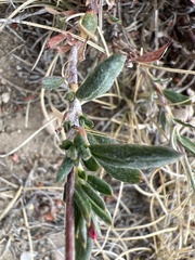 Eriogonum microtheca