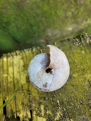 Caracolus