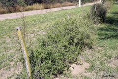 Lycium chilense chilense