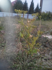 Pastinaca sativa sylvestris