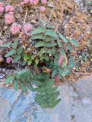 Asplenium cordatum