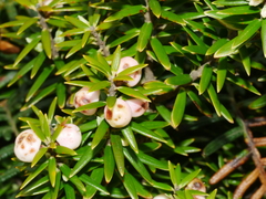 Leptecophylla robusta