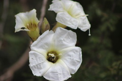 Ipomoea murucoides