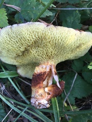 Suillus cavipes