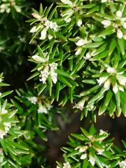 Leptecophylla robusta