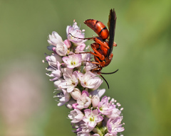 Tachypompilus ferrugineus
