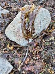 Laminaria digitata