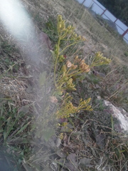 Pastinaca sativa sylvestris