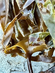 Laminaria digitata
