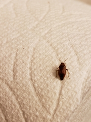 Agnocoris