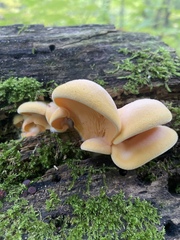 Tapinella panuoides