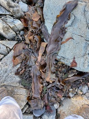 Laminaria digitata