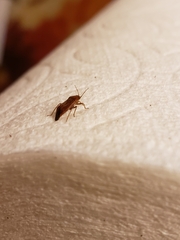 Agnocoris