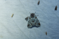 Harrisimemna trisignata