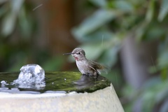 Calypte anna