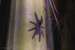 Avicularia