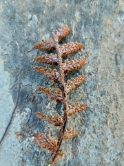 Asplenium cordatum