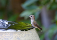 Calypte anna