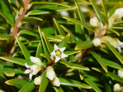 Leptecophylla robusta