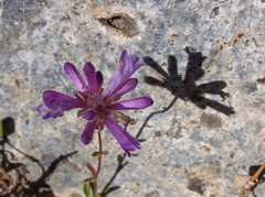 Penstemon heterodoxus