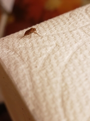 Agnocoris
