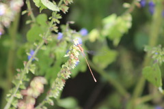 Lestes forficula