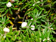 Leptecophylla robusta