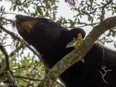 Ursus americanus eremicus