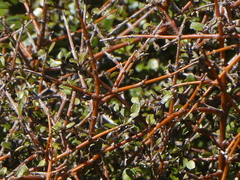 Coprosma rigida