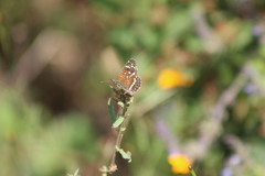 Anthanassa texana texana