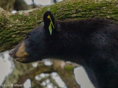 Ursus americanus eremicus