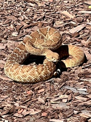 Crotalus ruber