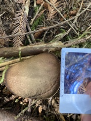 Xerocomellus diffractus