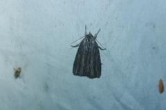 Acronicta lithospila