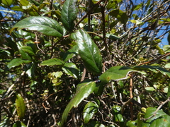 Rubus schmidelioides schmidelioides