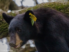 Ursus americanus eremicus