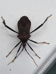 Acanthocephala terminalis