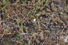 Lampranthus reptans