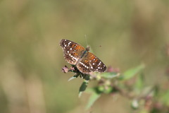 Anthanassa texana texana
