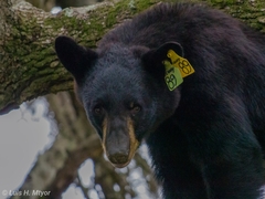 Ursus americanus eremicus