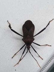 Acanthocephala terminalis